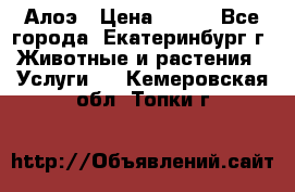 Алоэ › Цена ­ 150 - Все города, Екатеринбург г. Животные и растения » Услуги   . Кемеровская обл.,Топки г.